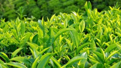 quy trình sản xuất trà túi lọc chuẩn