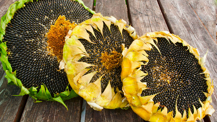 Ăn Hạt Hướng Dương Có Tốt Không? Tác Dụng Của Hạt Hướng Dương 8 ăn hạt hướng dương có tốt không