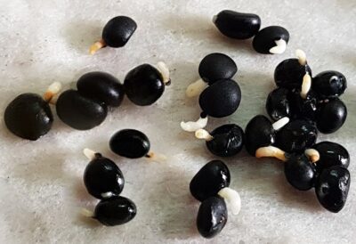 Cách Ủ Hạt Giống Nảy Mầm Nhanh Với Tỷ Lệ Nảy Mầm Cao 5 cách ủ hạt giống