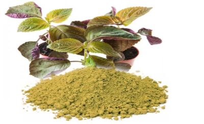 Hướng Dẫn Cách Làm Bột Tía Tô Nhanh Chóng, Đơn Giản Ngay Tại Nhà 12 cách làm bột tía tô