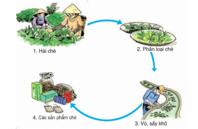Quy Trình Sản Xuất Trà Đen Chuẩn Đem Lại Chất Lượng Cao Nhất 9 quy trình sản xuất trà đen