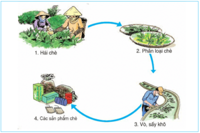 Quy trình chế biến chè xanh