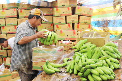 đóng gói chuối xuất khẩu
