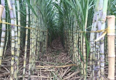 Quy Trình Sản Xuất Đường Mía Công Nghiệp 12 quy trình sản xuất đường mía