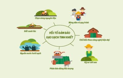 Tìm Hiểu Chi Tiết Về Quy Trình Sản Xuất Gạo Sạch 6 Quy trình sản xuất gạo