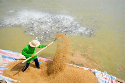 Quy trình sản xuất thức ăn thủy sản