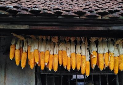 Cách Bảo Quản Hạt Giống Cây Trồng Tiêu Chuẩn 2 cách bảo quản hạt giống