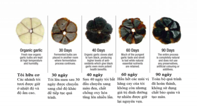 Tìm Hiểu Chi Tiết Về Quy Trình Sản Xuất Tỏi Đen Công Nghiệp 8 quy trình sản xuất tỏi đen