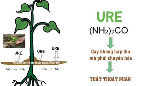 Quy Trình Sản Xuất Đạm Urê Và Ứng Dụng Của Phân Urê - Anpha Tech