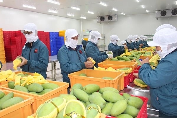 Cách đóng gói trái cây đi máy bay an toàn, hiệu quả 10 Bước 1: Chuẩn bị và làm sạch trái cây