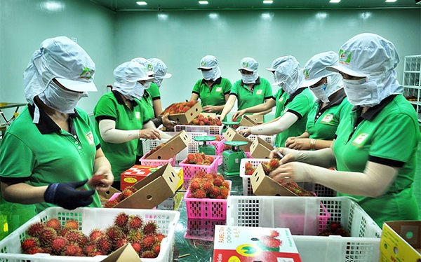 Cách Đóng Gói Trái Cây Chuyên Nghiệp, Đảm Bảo Chất Lượng 5 Bước 1: Tuyển chọn, sơ chế trái cây