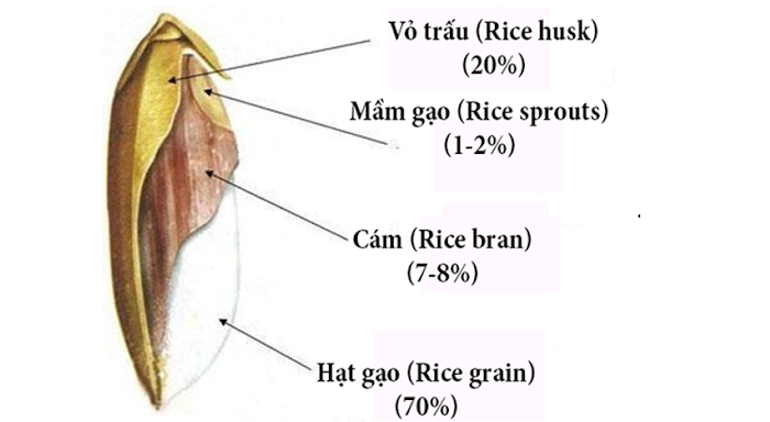 Gạo lứt là gì? Các loại gạo lứt phổ biến và tác dụng với sức khỏe 10 Gạo lứt là gì?