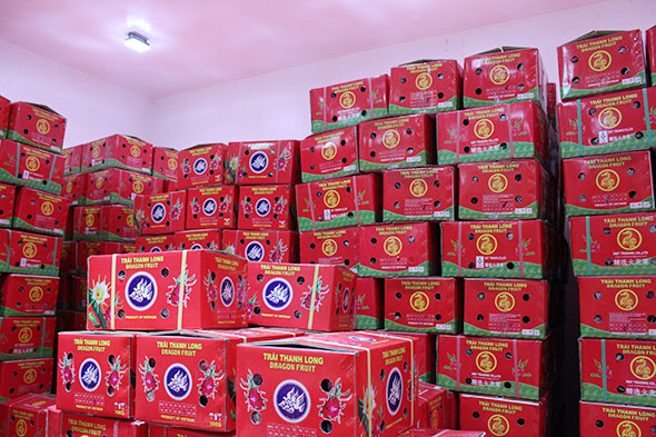 Hướng Dẫn Quy Cách Đóng Gói Thanh Long Xuất Khẩu Chuẩn Quốc Tế 10 Lưu ý quan trọng khi đóng gói thanh long xuất khẩu