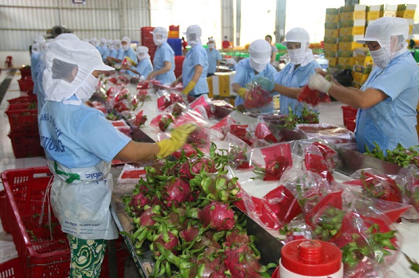 Hướng Dẫn Quy Cách Đóng Gói Thanh Long Xuất Khẩu Chuẩn Quốc Tế 7 Bước 1: Làm sạch và xử lý sơ bộ