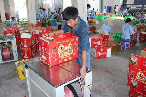 Hướng Dẫn Quy Cách Đóng Gói Thanh Long Xuất Khẩu Chuẩn Quốc Tế 8 Bước 4: Đóng thùng carton và kiểm tra
