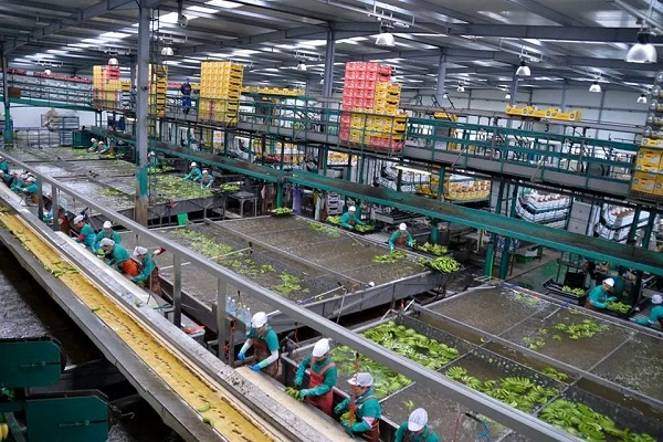 Quy Trình Sản Xuất Bột Chuối Xanh Theo Quy Mô Công Nghiệp 5 Bước 3: Cắt chuối thành lát