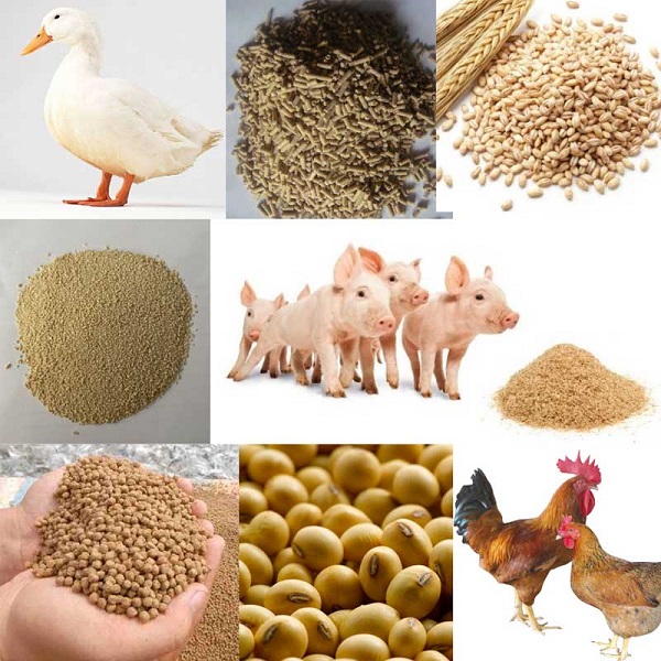 Hướng Dẫn Công Thức Làm Cám Viên Chăn Nuôi Tại Nhà 5 Công thức làm cám viên cho từng loại vật nuôi