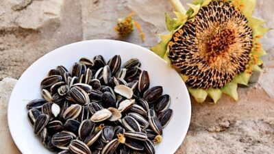 Quy Trình Sản Xuất Hạt Hướng Dương Chi Tiết 9 Quy trình sản xuất hạt hướng dương từ A - Z