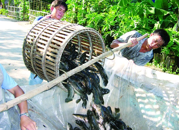 Quy Trình Sản Xuất Khô Cá Lóc Từ A Đến Z 5 Bước 1 - Chuẩn bị nguyên liệu