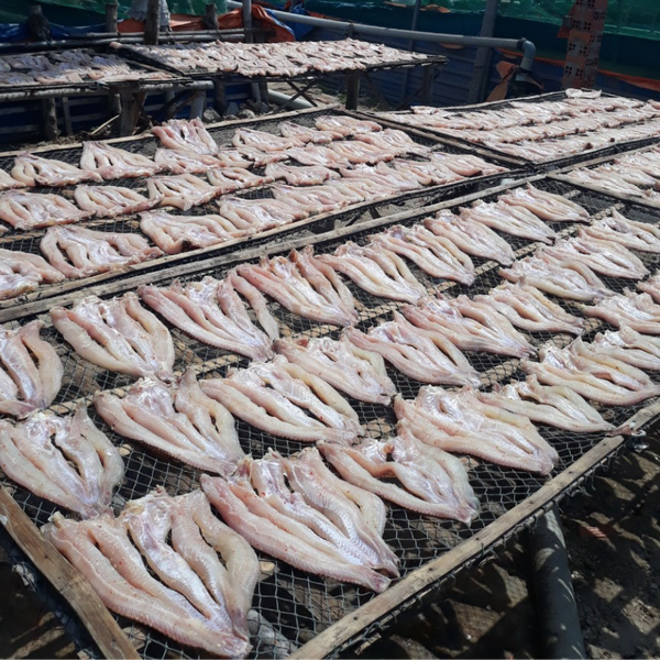 Quy Trình Sản Xuất Khô Cá Lóc Từ A Đến Z 7 Bước 4 - Phơi, sấy khô cá lóc
