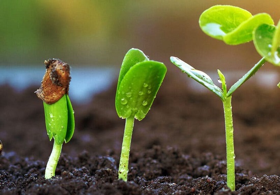 Quy Trình Tự Sản Xuất Hạt Giống Tại Nhà 5 Tại sao nên tự sản xuất hạt giống?
