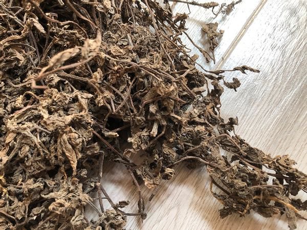 Quy Trình Sản Xuất Sương Sáo, Thạch Đen 5 Đặc điểm của cây sương sáo