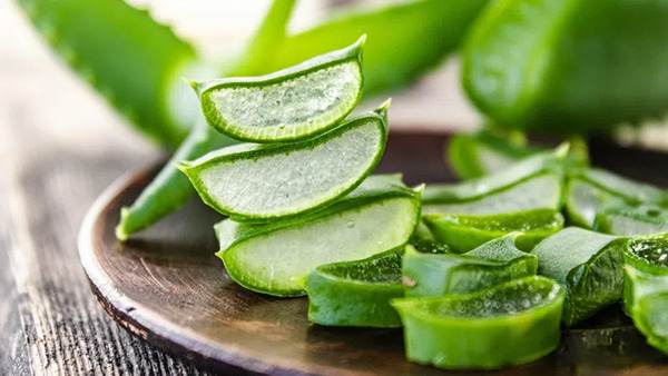 Quy Trình Sản Xuất Nước Nha Đam Quy Mô Công Nghiệp 5 Giới thiệu về cây nha đam