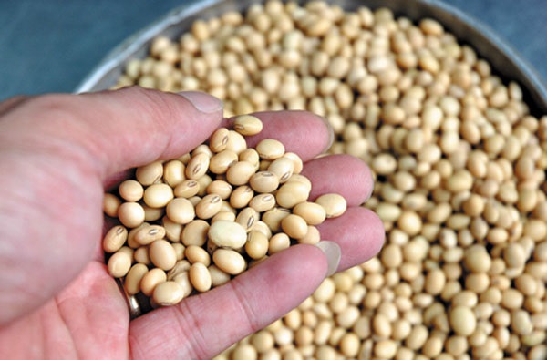 Quy Trình Chế Biến Tương Hột Truyền Thống 5 Nguyên vật liệu sản xuất tương hạt