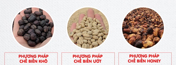 Bước 2 - Sơ chế cà phê tươi