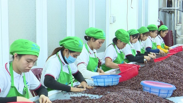 Bước 10 - Kiểm tra chất lượng, sàng lọc