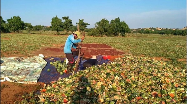 Bước 2 - Thu hoạch dưa chín