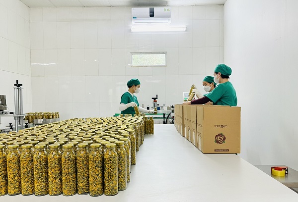 Quy Trình Sản Xuất Trà Hoa Cúc Từ Thu Hoạch Đến Thành Phẩm 7 Bước 5: Đóng gói và bảo quản trà hoa cúc