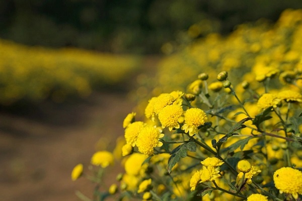 Hướng Dẫn Cách Sấy Hoa Cúc Làm Trà Đơn Giản Tại Nhà 12 Chọn hoa cúc chất lượng làm trà