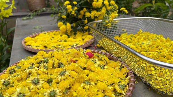 Hướng Dẫn Cách Sấy Hoa Cúc Làm Trà Đơn Giản Tại Nhà 14 Sấy khô hoa cúc