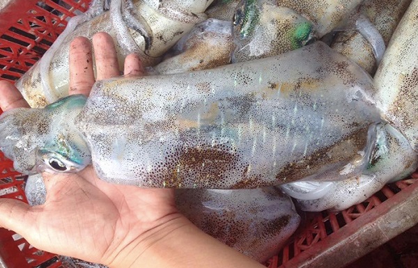 Giai đoạn 1: Chọn nguyên liệu làm mực khô