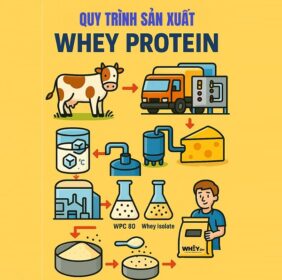 Tìm Hiểu Quy Trình Sản Xuất Whey Protein Từ A-Z
