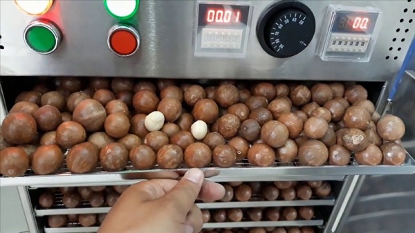 Cách sấy khô hạt macca bằng lò nướng