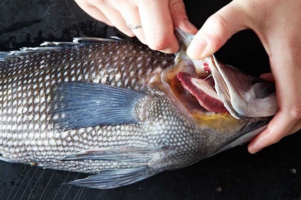 Chọn và sơ chế cá