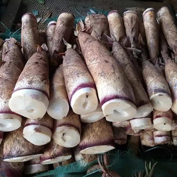 Lựa chọn nguyên liệu làm măng sấy khô